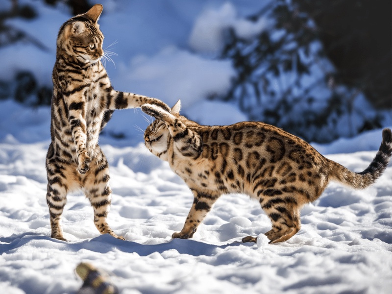 Bengal Cats vs. Other Cats: Understanding the Differences